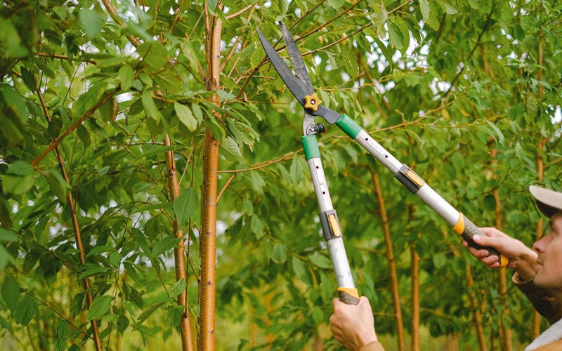 Tree trimming in Cherry Tree, PA